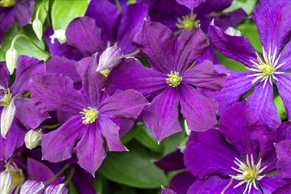 Clematis viticella 'Etoile Violette'