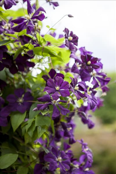 Clematis viticella 'Etoile Violette'