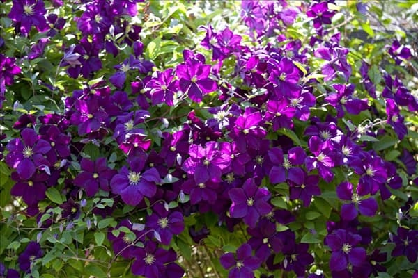 Clematis viticella 'Etoile Violette'