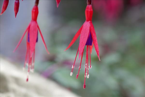 Fuchsia magellanica