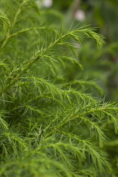 Cryptomeria japonica