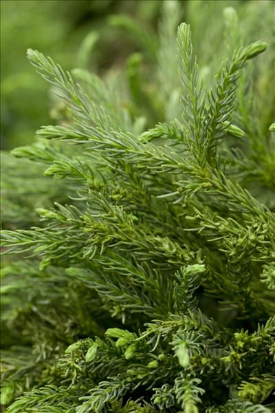 Cryptomeria japonica