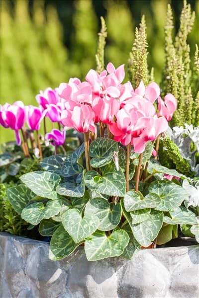 Cyclamen persicum 'Out-Land'