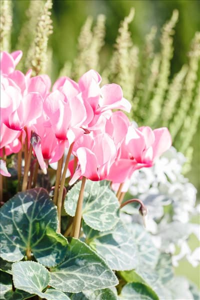 Cyclamen persicum 'Out-Land'