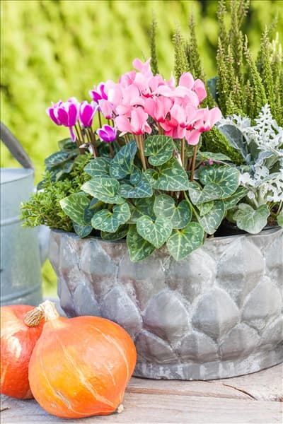 Cyclamen persicum 'Out-Land'