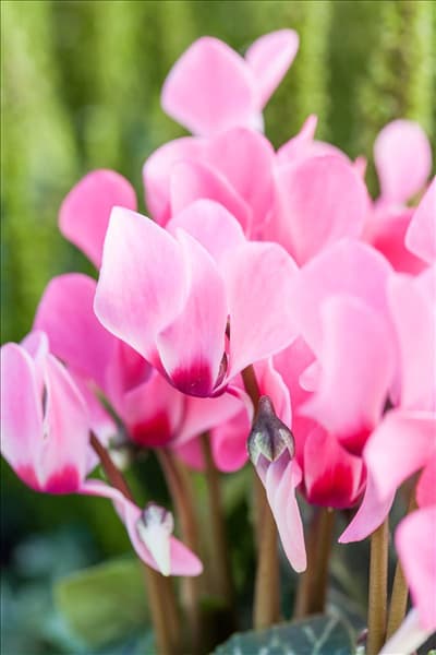 Cyclamen persicum 'Out-Land'