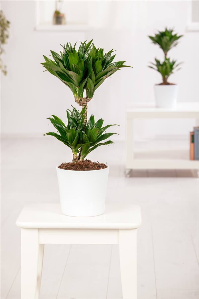 Dracaena fragrans
