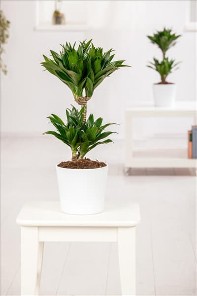 Dracaena fragrans