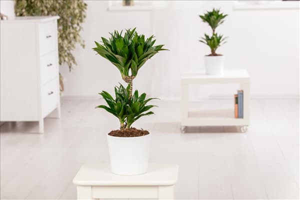Dracaena fragrans