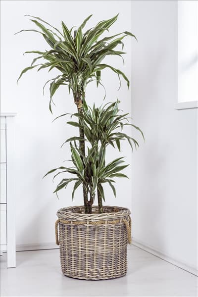 Dracaena fragrans