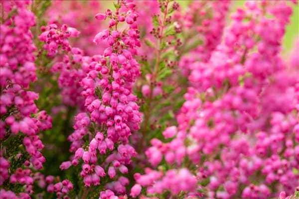 Erica gracilis