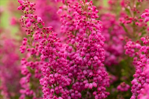 Erica gracilis 'Beauty Queens'®