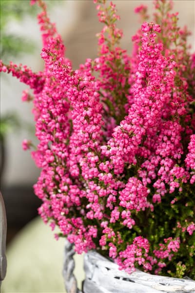 Erica gracilis 'Beauty Queens'®