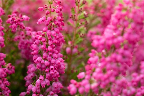 Erica gracilis 'Beauty Queens'®