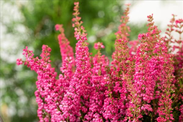 Erica gracilis 'Beauty Queens'®