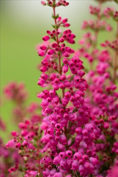 Erica gracilis 'Beauty Queens'®