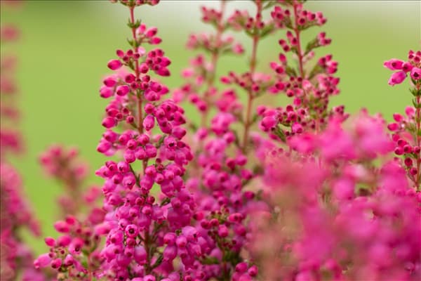 Erica gracilis 'Beauty Queens'®