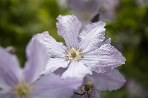 Clematis viticella 'Blue Angel'