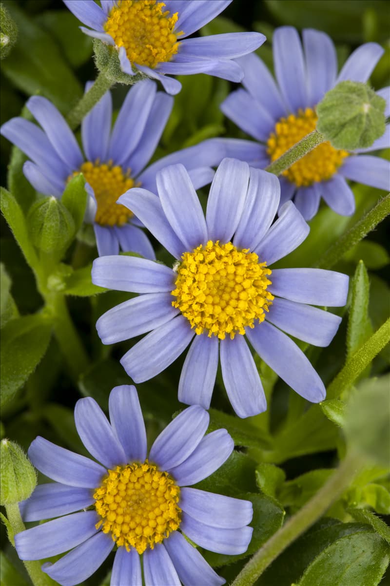 Felicia amelloides