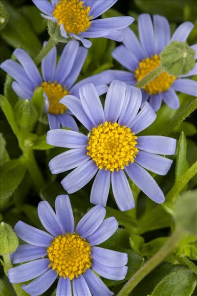 Felicia amelloides