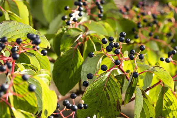 Cornus sanguinea