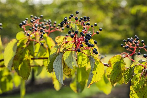 Cornus sanguinea