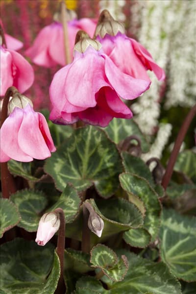 Cyclamen persicum 'Petticoat'