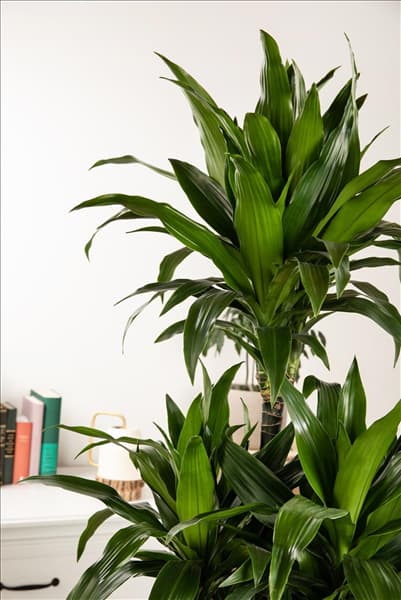 Dracaena fragrans 'Compacta'