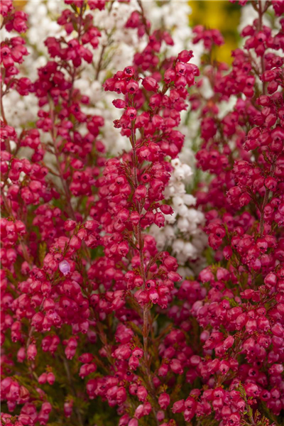 Erica gracilis 'Hessenmädchen'