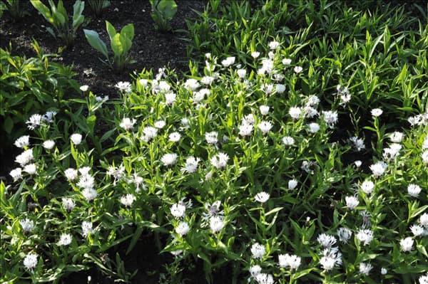 Centaurea montana 'Alba'