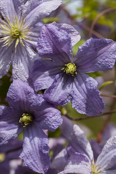 Clematis viticella 'Emilia Plater'