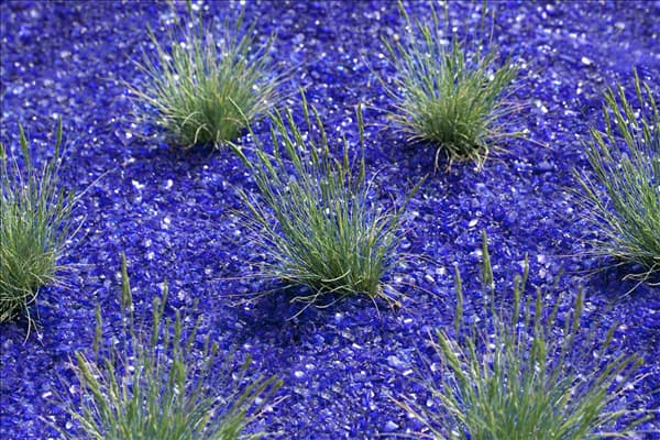Festuca cinerea 'Azurit'