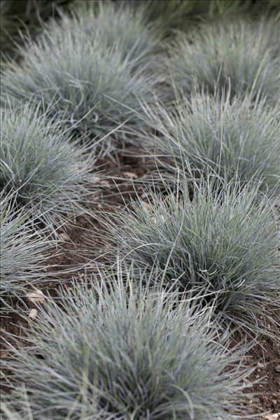 Festuca cinerea