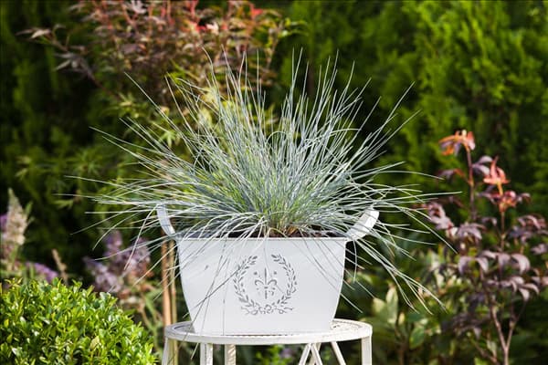 Festuca cinerea 'Azurit'