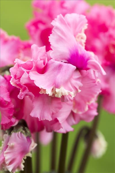 Cyclamen persicum 'Rokoko'