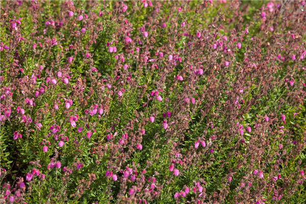 Erica tetralix