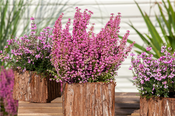 Erica tetralix