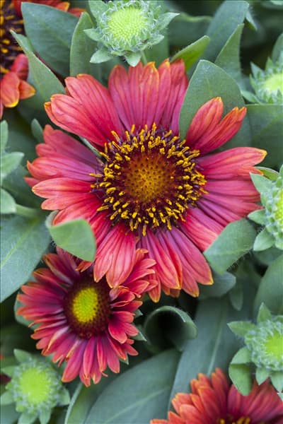 Gaillardia aristata