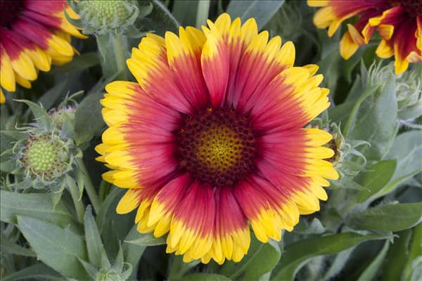Gaillardia aristata