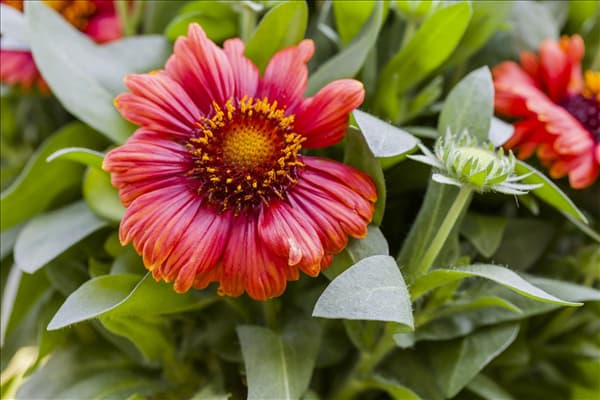 Gaillardia aristata