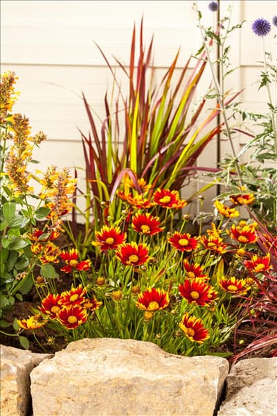 Gaillardia aristata