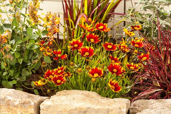 Gaillardia aristata