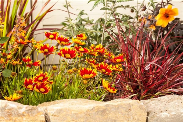 Gaillardia aristata