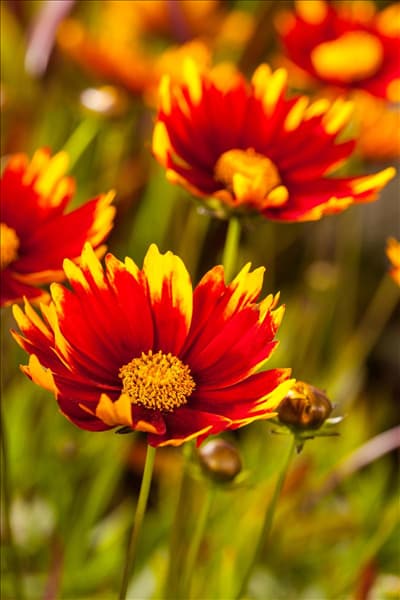 Gaillardia aristata