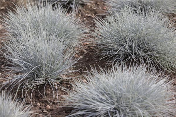 Festuca cinerea 'Eisvogel'