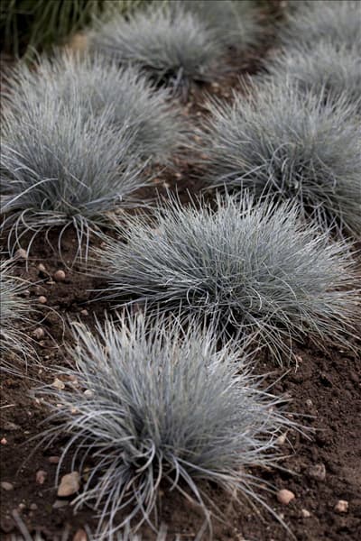 Festuca cinerea 'Eisvogel'