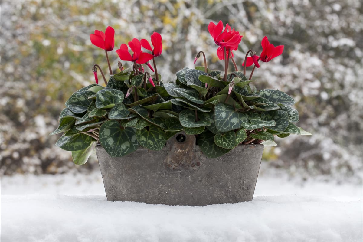 Cyclamen persicum 'Super Serie'®