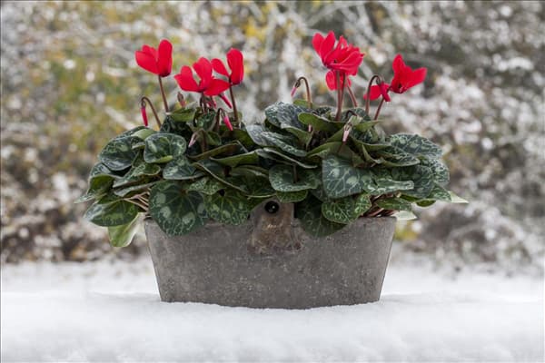 Cyclamen persicum 'Super Serie'®