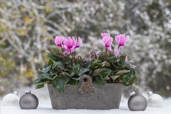 Cyclamen persicum 'Super Serie'®