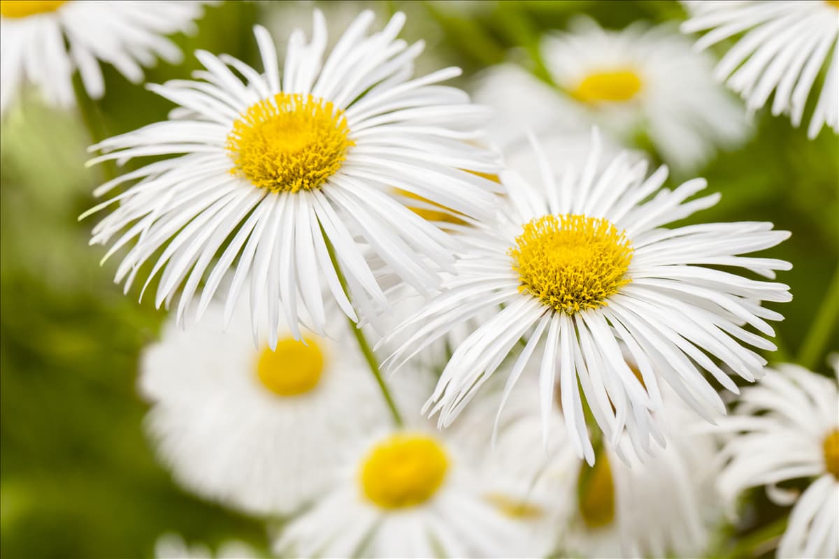 Erigeron 'Sommerneuschnee'